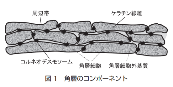 角層細胞